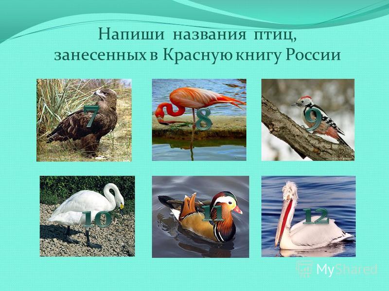 Фото Птиц Занесенные В Красную Книгу