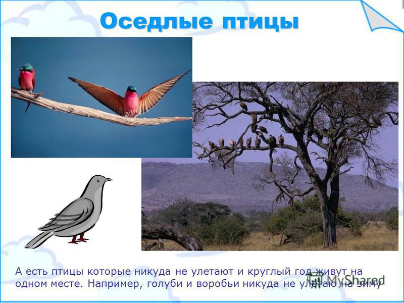 Перелетные птицы Многие птицы являются перелетными – проделывают путь в тысячи километров, чтобы переждать холодную зиму в теплых краях, а потом – весной, возвращаются на родину.