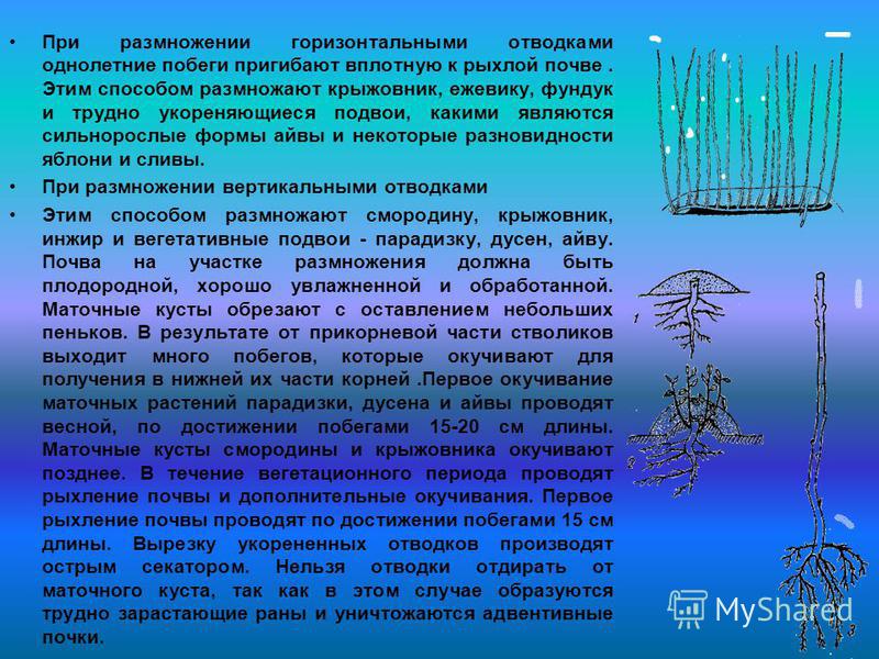 Крыжовник из черенков весной Крыжовник из черенков весной