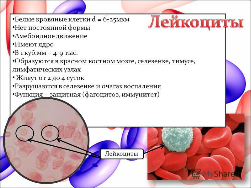 Лейкоциты 1500 х Белые кровяные клетки d = 6-25 мкм Нет постоянной формы Амебоидное движение Имеют ядро В 1 куб.мм – 4-9 тыс. Образуются в красном костном мозге, селезенке, тимусе, лимфатических узлах Живут от 2 до 4 суток Разрушаются в селезенке и о