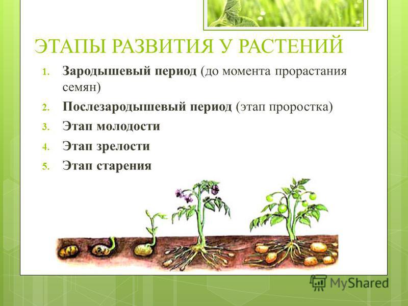 Практическая Работа Развитие Растений Практическая Работа Развитие Растений