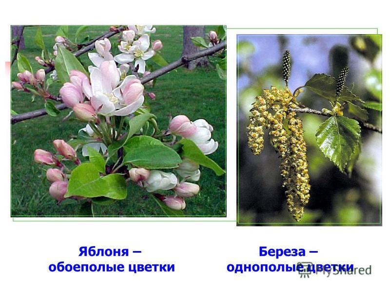 Яблоня – обоеполые цветки Береза – однополые цветки