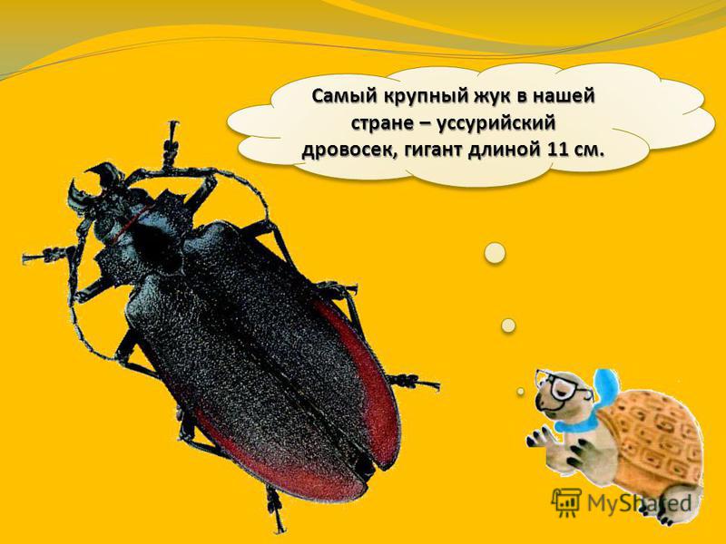 Размеры насекомых различны. Как правило, наиболее крупные насекомые родом из жарких стран. Самый крупный в мире жук обитает в Южной Америке. Это жук-геркулес. Его длина 16 см.