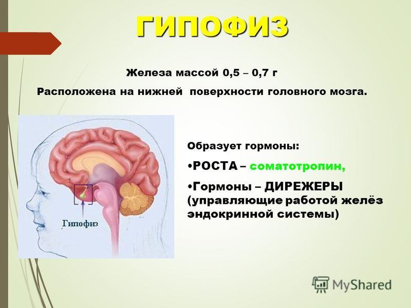 ГИПОФИЗ Железа массой 0,5 – 0,7 г Расположена на нижней поверхности головного мозга. Образует гормоны: РОСТА – соматотропин, Гормоны – ДИРЕЖЕРЫ (управляющие работой желёз эндокринной системы)