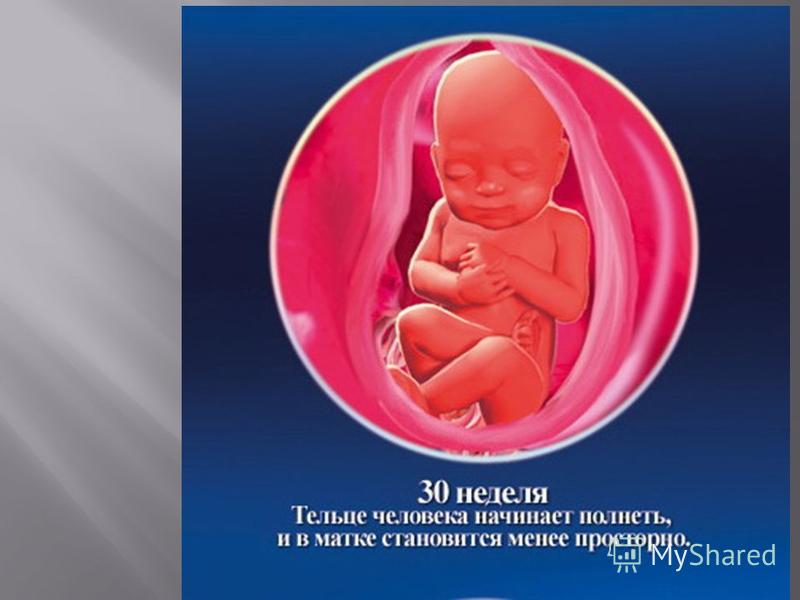 Как выглядит мой малыш по неделям Как выглядит мой малыш по неделям