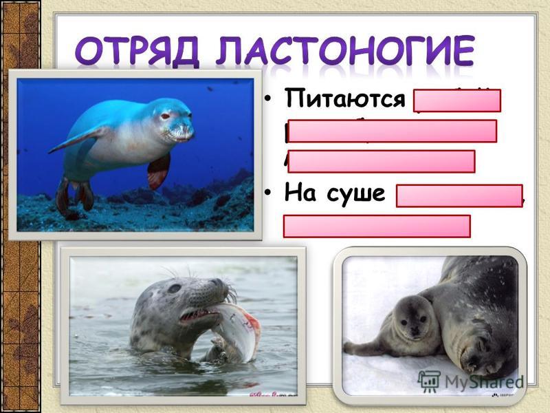 Острые хищные зубы Острые хищные зубы
