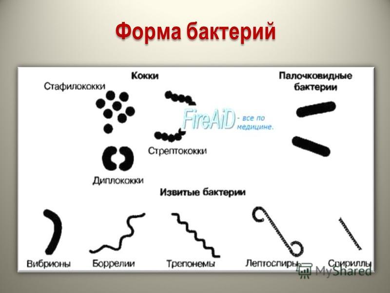полезны паразиты человека полезны паразиты человека