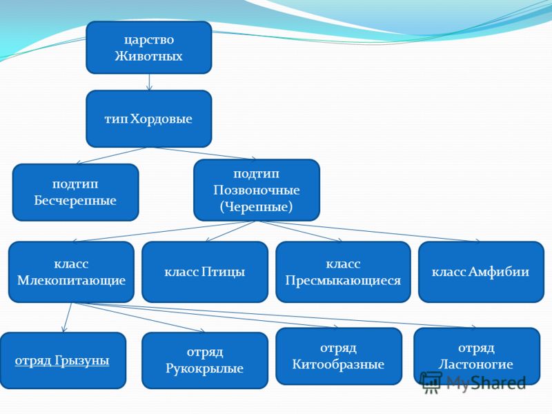 внешнее строение рыбы 800 x 600 · jpeg внешнее строение рыбы 800 x 600 · jpeg