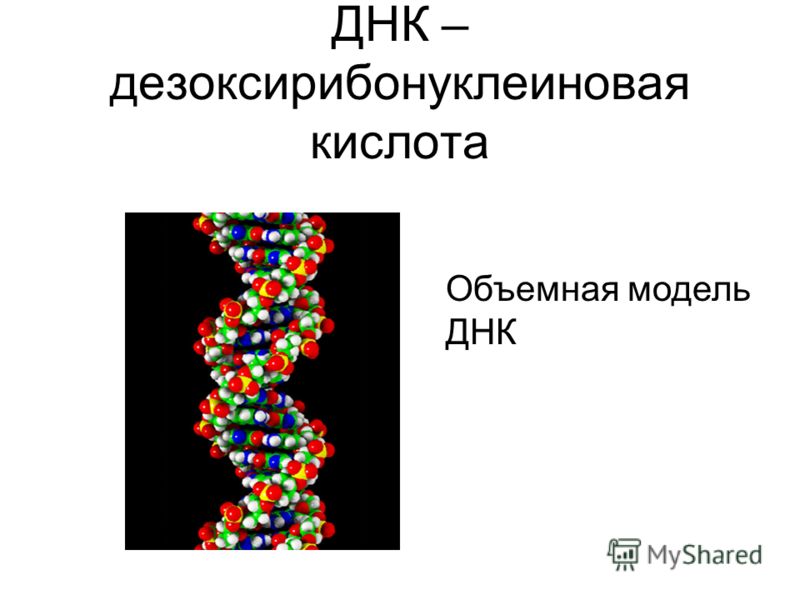 Модель клетки животного Модель клетки животного