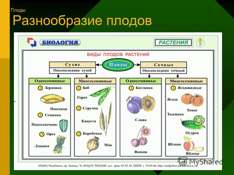 Развитие двух плодов Развитие двух плодов