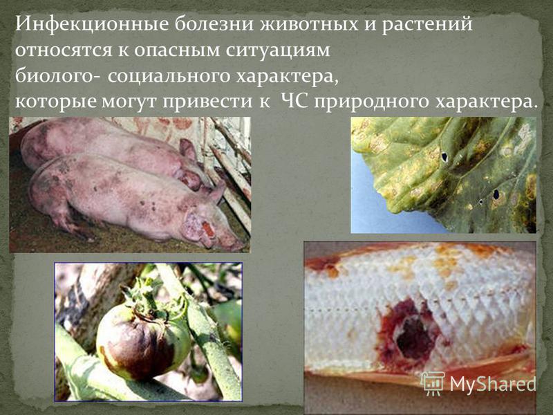 Болит сердце при напряжении