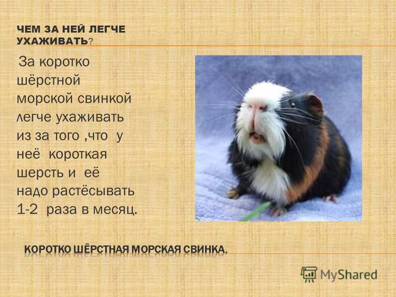 Как уход за морскими свинками в домашних условиях Как уход за морскими свинками в домашних условиях