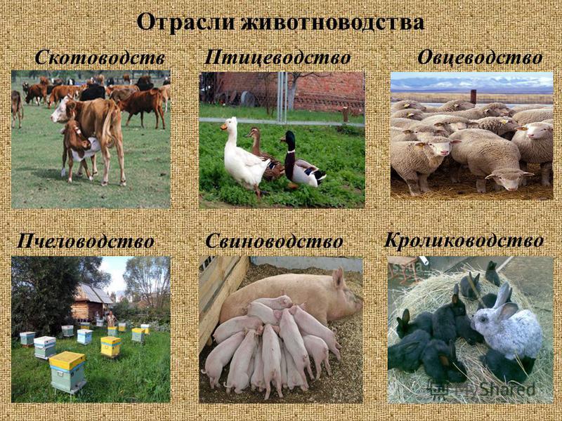 Мастер класс по животноводству Мастер класс по животноводству