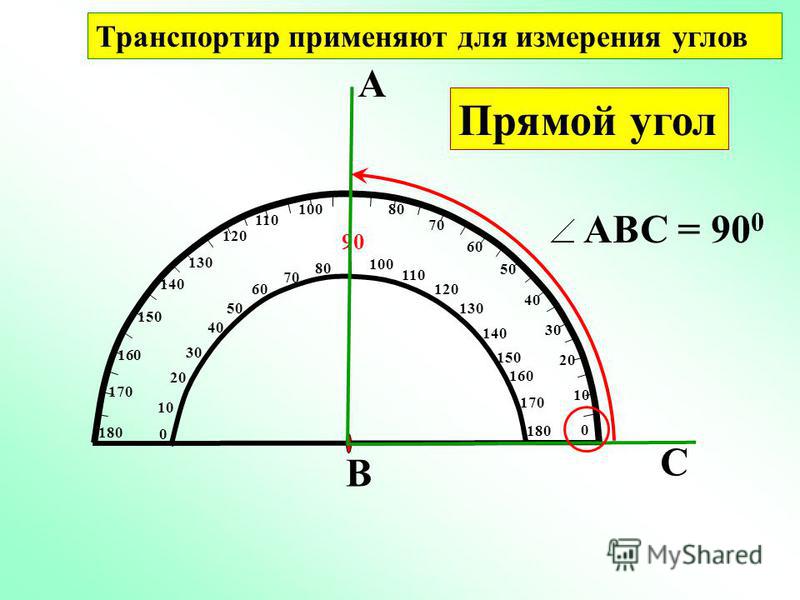 Дерево хурмы в домашних условиях фото Дерево хурмы в домашних условиях фото