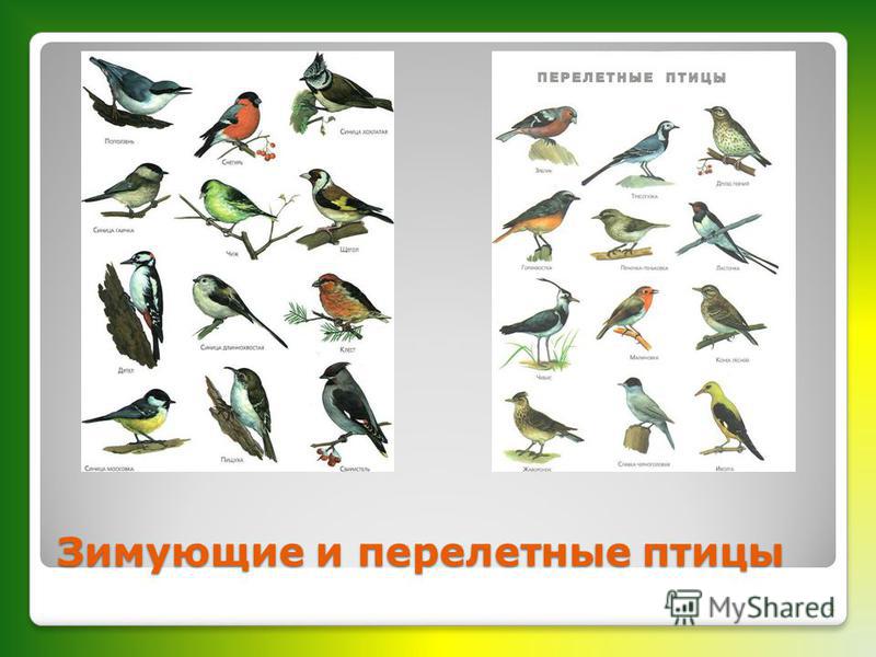 Лесные Птицы Пермского Края Фото