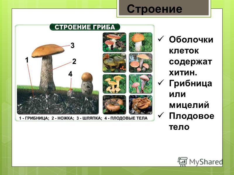 Доклад по биологии на тему грибы рекордсмены 340