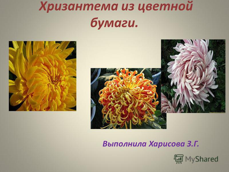 Хризантемы из цветной бумаги Хризантемы из цветной бумаги