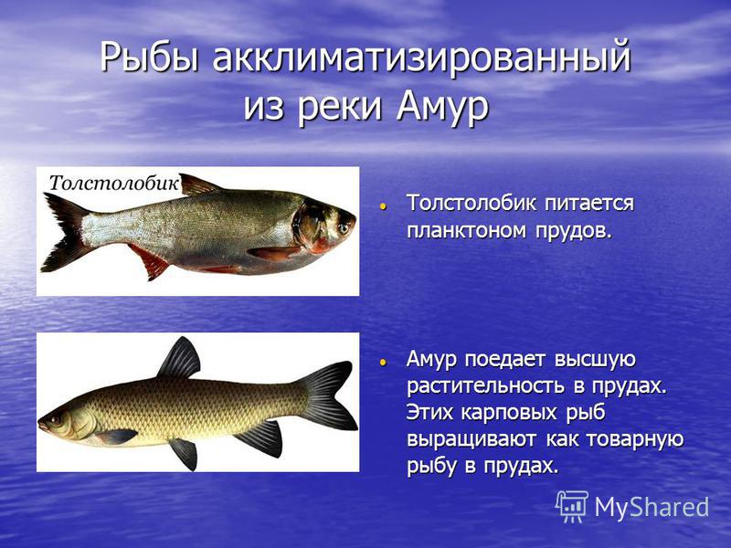 Рыбы акклиматизированный из реки Амур Толстолобик питается планктоном прудов. Толстолобик питается планктоном прудов. Амур поедает высшую растительность в прудах. Этих карповых рыб выращивают как товарную рыбу в прудах. Амур поедает высшую растительн