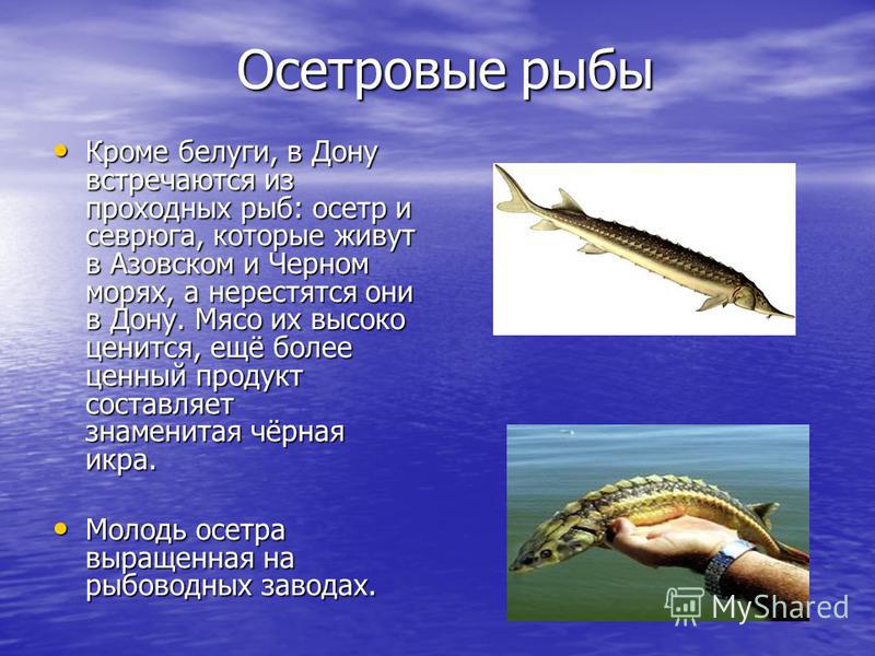 Как сделать колбаску из сгущенки Как сделать колбаску из сгущенки