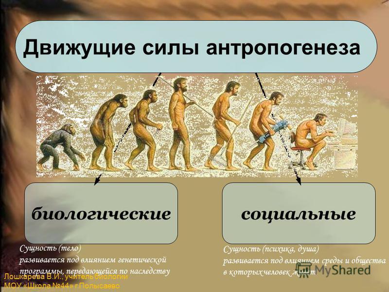 Презентация Антропогенез