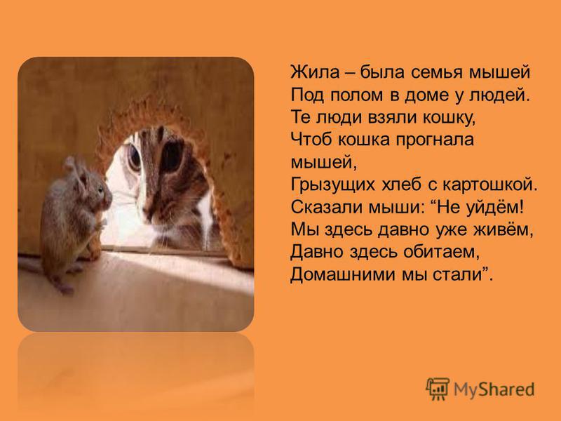 Приметы связанные с мышью Приметы связанные с мышью