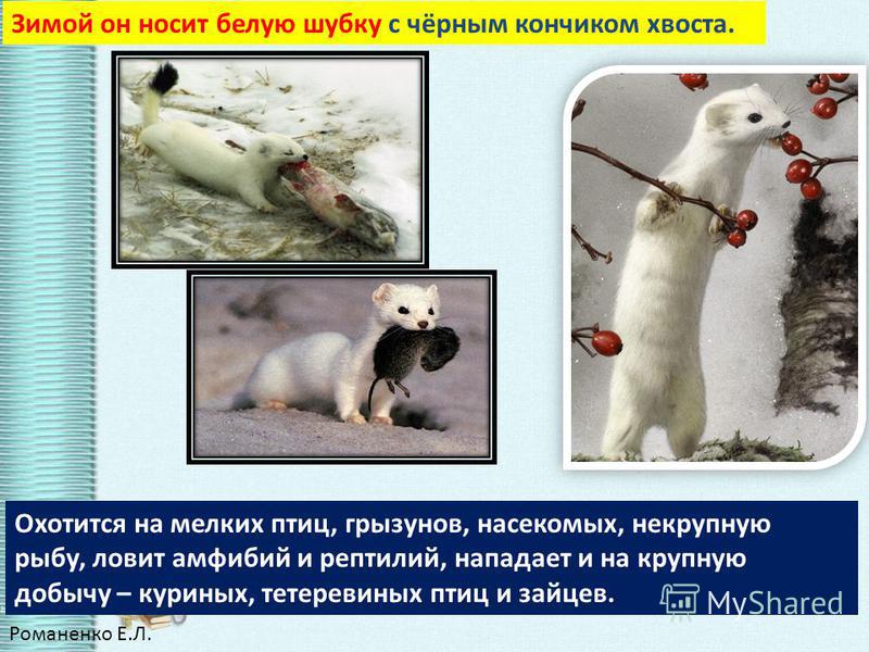 горностай ловит рыбу горностай ловит рыбу