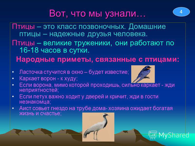 Приметы про ласточек: к чему залетает в дом или офис через окно, почему Народные приметы о ласточках - Приметы и знамения