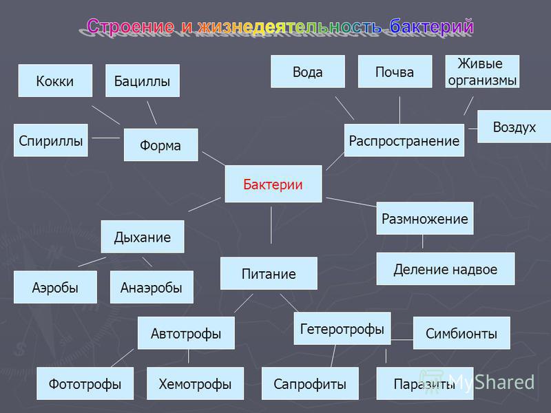 Кластер На Тему Диета