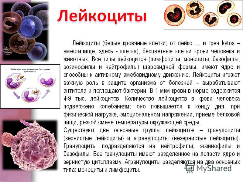 Повышенные лейкоциты в крови у беременных женщин причины 70