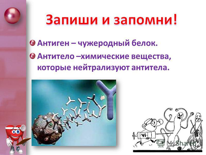 Антиген – чужеродный белок. Антитело –химические вещества, которые нейтрализуют антитела.