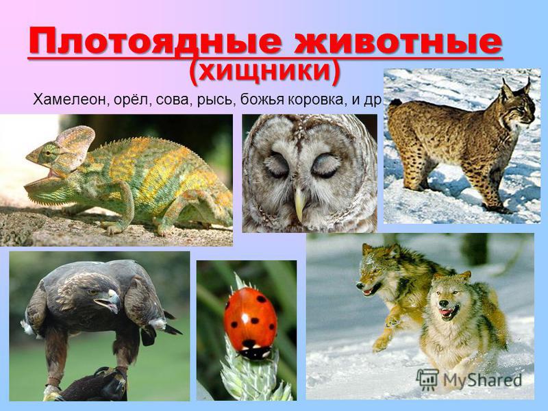 кольчатые черви паразиты человека кольчатые черви паразиты человека