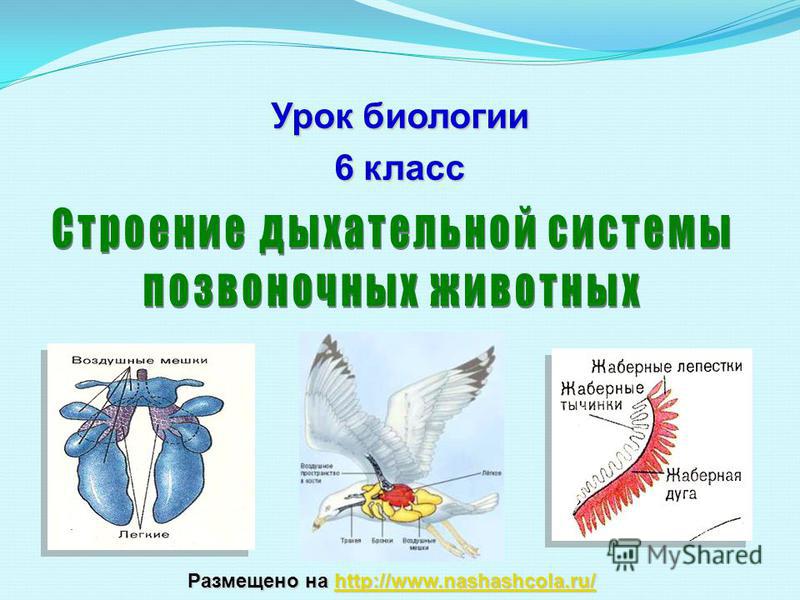 Программ Биология Живой Организм для 6 Класс скачать