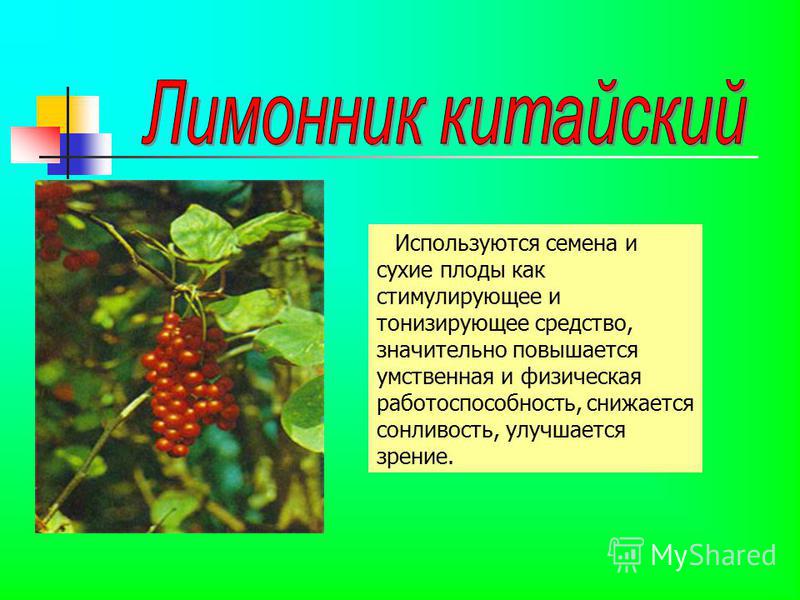 Растения дальнего востока проект