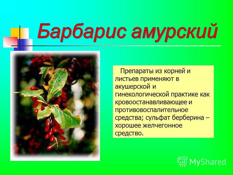 Растения дальнего востока россии список - TouristMaps.ru