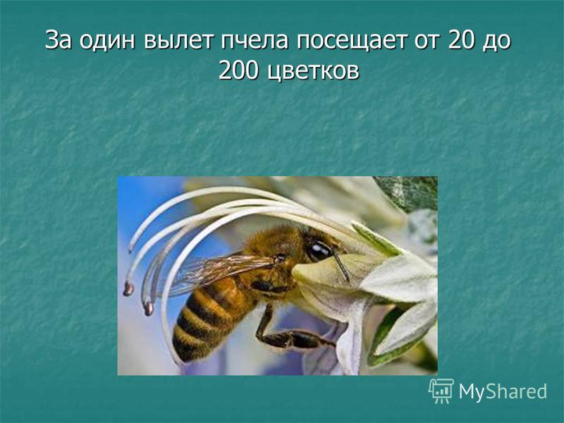 За один вылет пчела посещает от 20 до 200 цветков