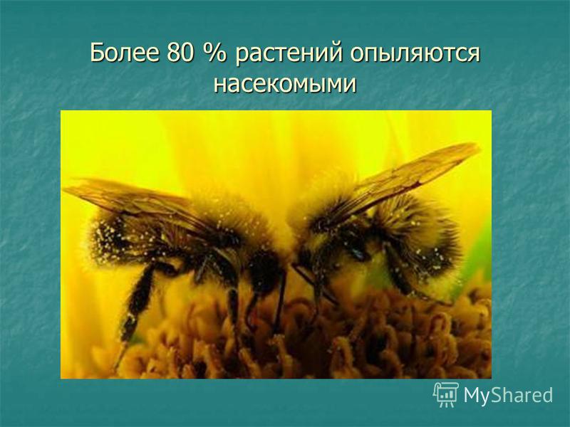 Более 80 % растений опыляются насекомыми