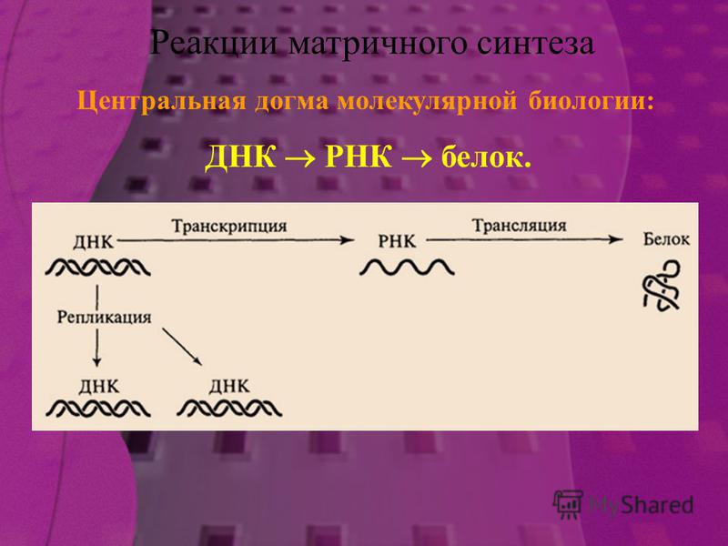 Центральная догма молекулярной биологии: ДНК РНК белок. Реакции матричного синтеза