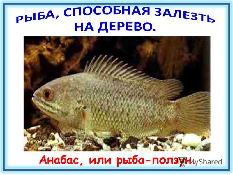 Рыба Анабас Фото