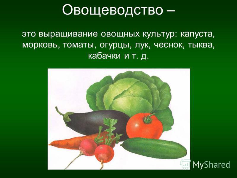 Овощеводство – это выращивание овощных культур: капуста, морковь, томаты, огурцы, лук, чеснок, тыква, кабачки и т. д.