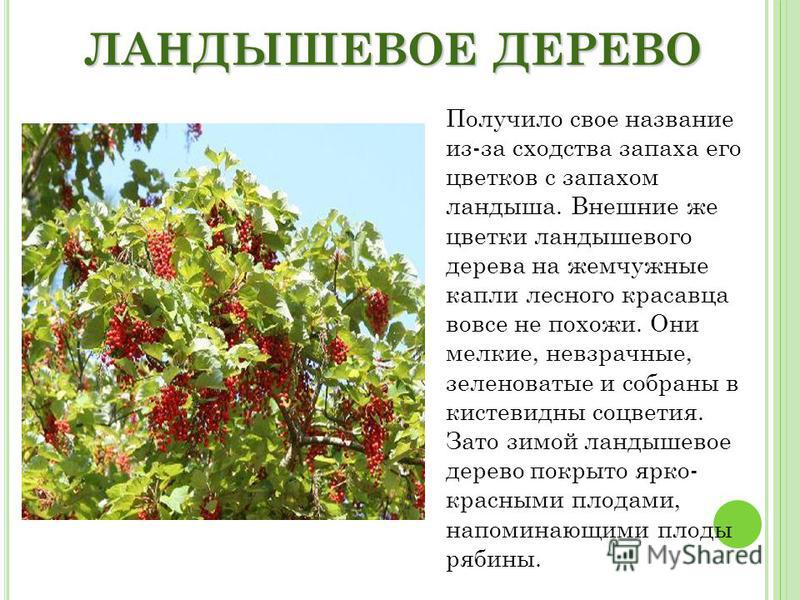 Ландышевое дерево фото и описание