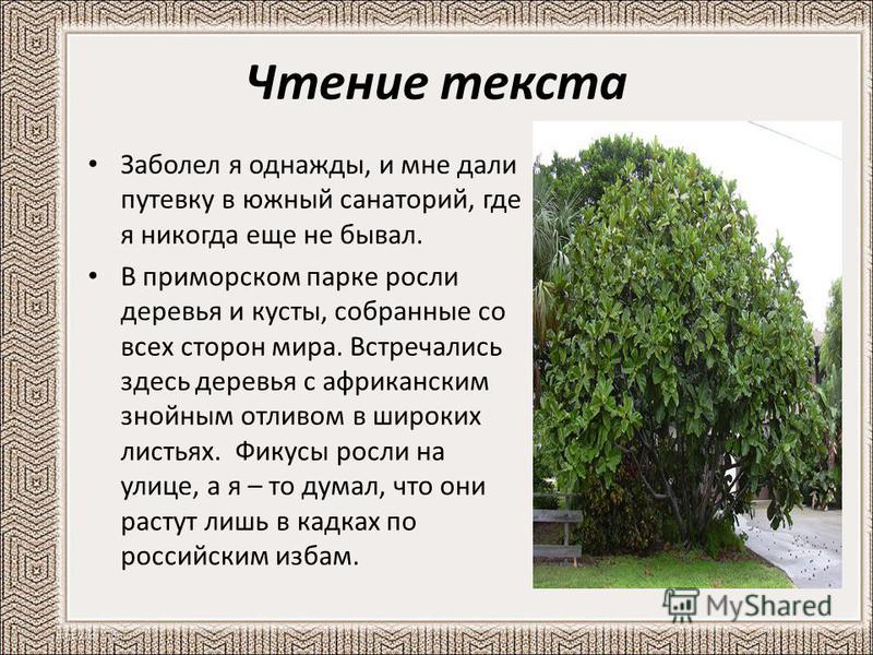 Изложение по русскому языку 6 класс берёза