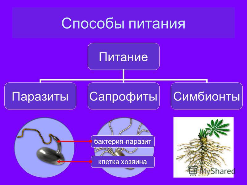 Реферат по биологии на тему трупоеды 6 класс