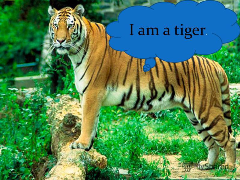 I am a tiger.