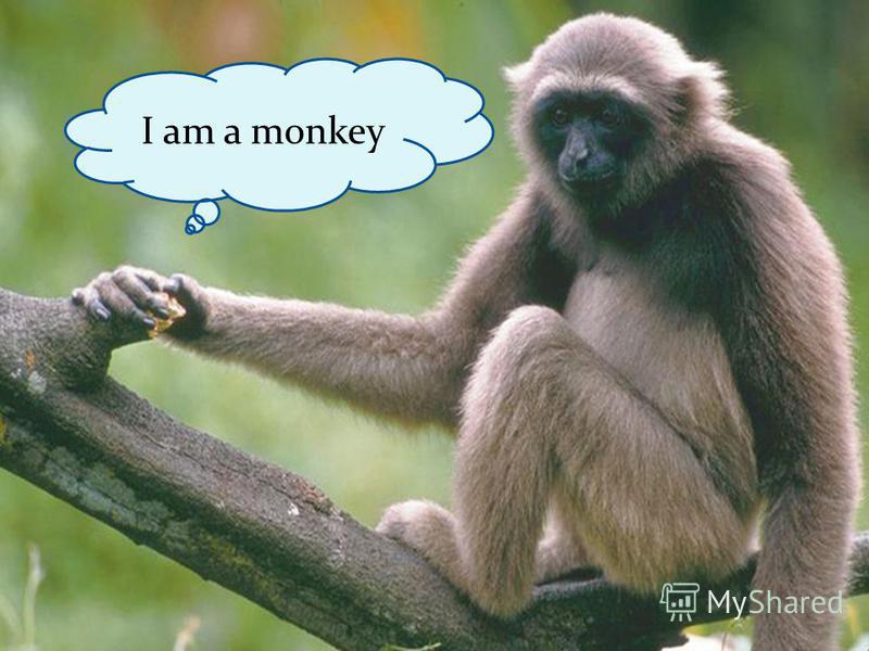 I am a monkey