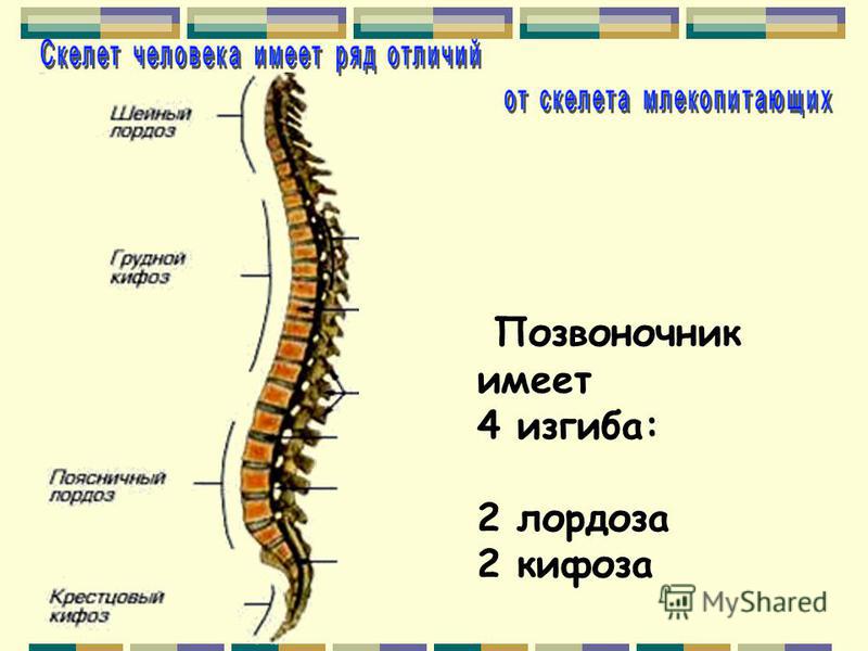 Восстановить правильную осанку
