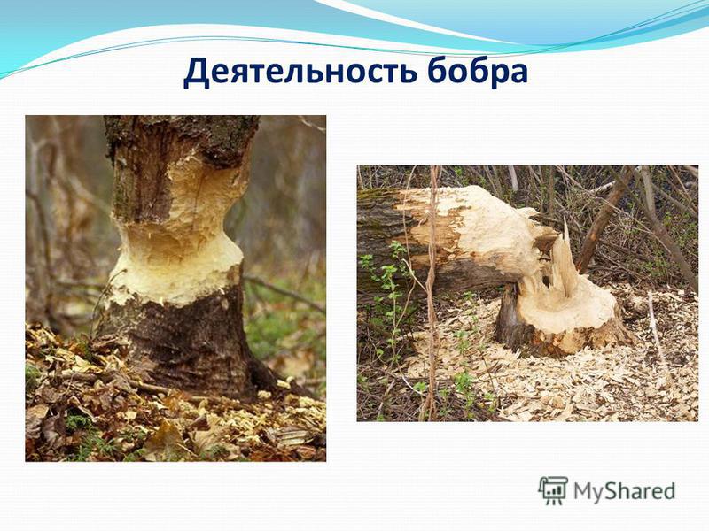 Олег Газманов Родники Олег Газманов Родники