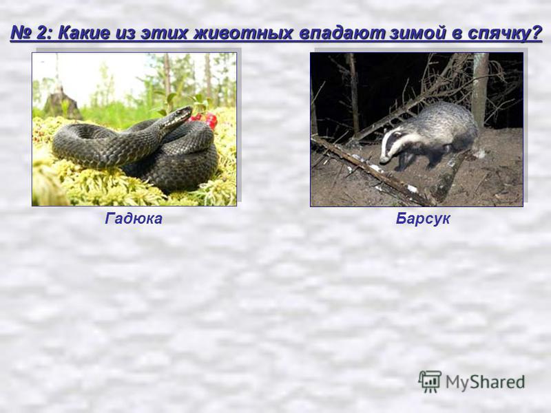 2: Какие из этих животных впадают зимой в спячку? 2: Какие из этих животных впадают зимой в спячку? Гадюка Барсук