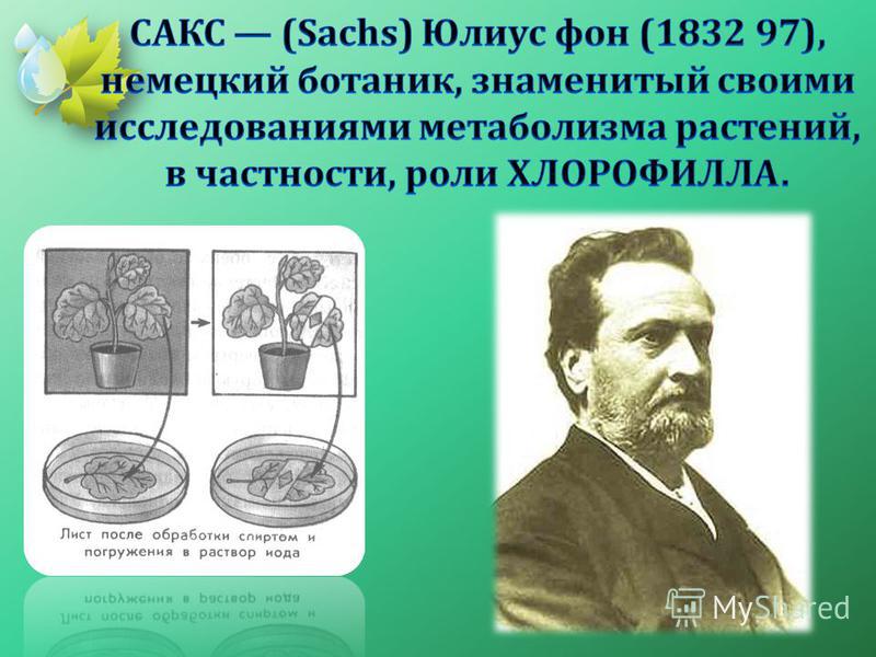 Что связано с фотосинтезом Что связано с фотосинтезом