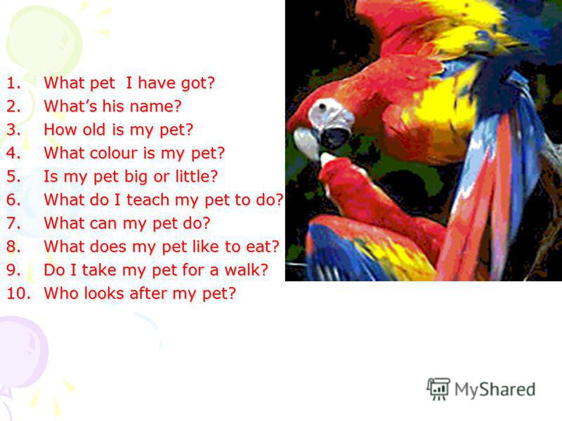 1.What pet I have got? 2.Whats his name? 3.How old is my pet? 4.What colour is my pet? 5.Is my pet big or little? 6.What do I teach my pet to do? 7.What can my pet do? 8.What does my pet like to eat? 9.Do I take my pet for a walk? 10.Who looks after 