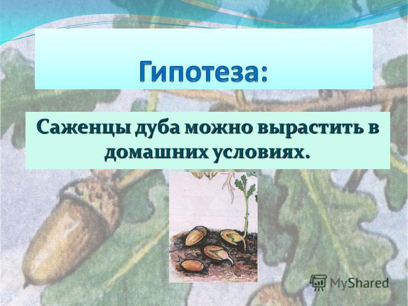Как выращивать саженец дуба в домашних условиях